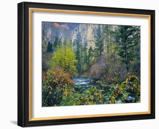 Utah. Along Logan River in Autumn. Logan Canyon. Uinta-Wasatch-Cache-Scott T^ Smith-Framed Photographic Print