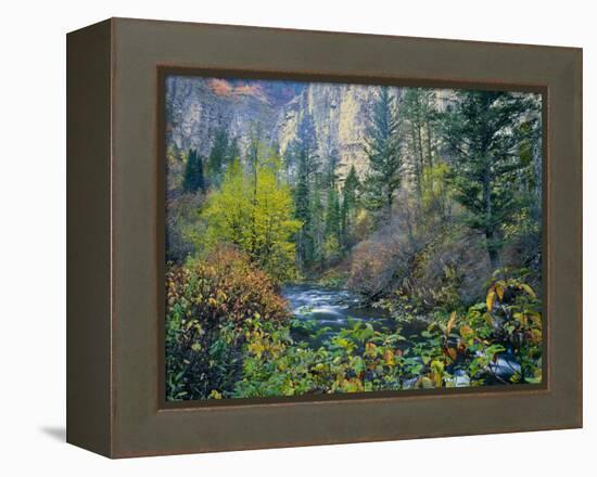 Utah. Along Logan River in Autumn. Logan Canyon. Uinta-Wasatch-Cache-Scott T^ Smith-Framed Premier Image Canvas