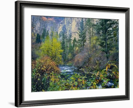 Utah. Along Logan River in Autumn. Logan Canyon. Uinta-Wasatch-Cache-Scott T^ Smith-Framed Photographic Print