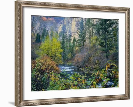 Utah. Along Logan River in Autumn. Logan Canyon. Uinta-Wasatch-Cache-Scott T^ Smith-Framed Photographic Print