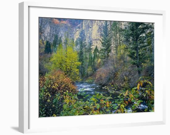 Utah. Along Logan River in Autumn. Logan Canyon. Uinta-Wasatch-Cache-Scott T^ Smith-Framed Photographic Print