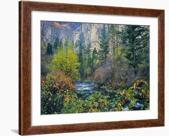 Utah. Along Logan River in Autumn. Logan Canyon. Uinta-Wasatch-Cache-Scott T^ Smith-Framed Photographic Print