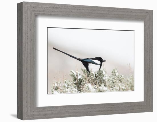 Utah, Antelope Island, a Black-Billed Magpie Poses from a Snow-Covered Sagebrush in April-Elizabeth Boehm-Framed Photographic Print