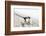 Utah, Antelope Island, a Black-Billed Magpie Poses from a Snow-Covered Sagebrush in April-Elizabeth Boehm-Framed Photographic Print