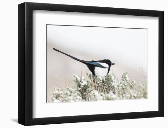 Utah, Antelope Island, a Black-Billed Magpie Poses from a Snow-Covered Sagebrush in April-Elizabeth Boehm-Framed Photographic Print