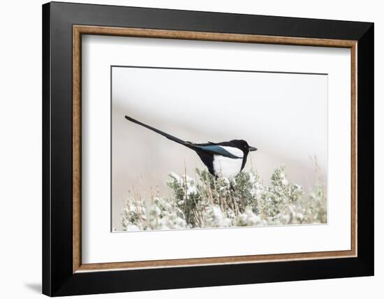 Utah, Antelope Island, a Black-Billed Magpie Poses from a Snow-Covered Sagebrush in April-Elizabeth Boehm-Framed Photographic Print