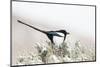 Utah, Antelope Island, a Black-Billed Magpie Poses from a Snow-Covered Sagebrush in April-Elizabeth Boehm-Mounted Photographic Print