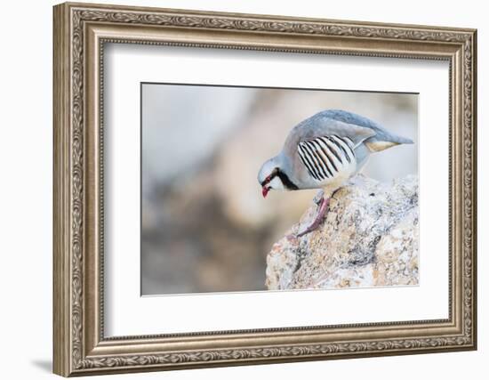 Utah, Antelope Island, a Chukar Steps Off of a Rock-Elizabeth Boehm-Framed Photographic Print