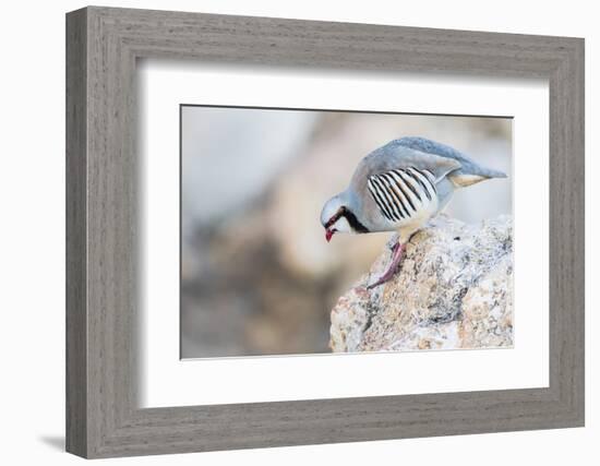 Utah, Antelope Island, a Chukar Steps Off of a Rock-Elizabeth Boehm-Framed Photographic Print