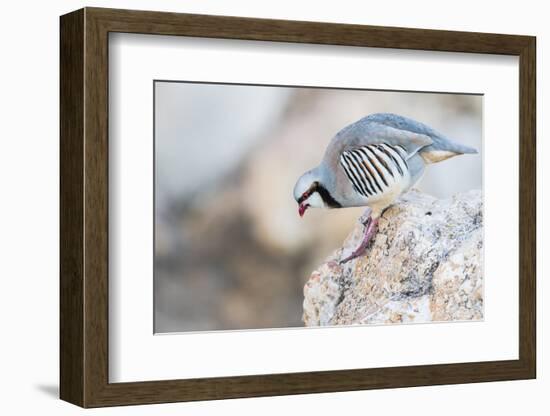 Utah, Antelope Island, a Chukar Steps Off of a Rock-Elizabeth Boehm-Framed Photographic Print