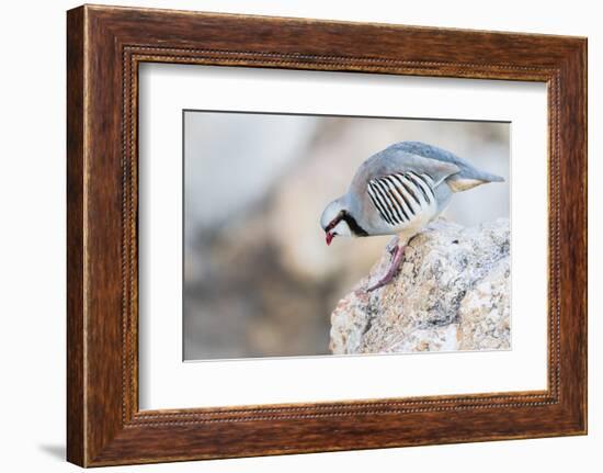 Utah, Antelope Island, a Chukar Steps Off of a Rock-Elizabeth Boehm-Framed Photographic Print