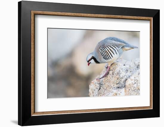 Utah, Antelope Island, a Chukar Steps Off of a Rock-Elizabeth Boehm-Framed Photographic Print