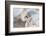 Utah, Antelope Island, a Chukar Steps Off of a Rock-Elizabeth Boehm-Framed Photographic Print