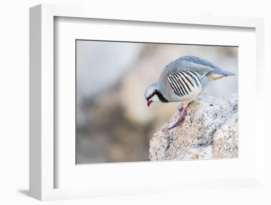 Utah, Antelope Island, a Chukar Steps Off of a Rock-Elizabeth Boehm-Framed Photographic Print