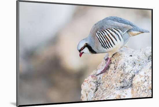 Utah, Antelope Island, a Chukar Steps Off of a Rock-Elizabeth Boehm-Mounted Photographic Print