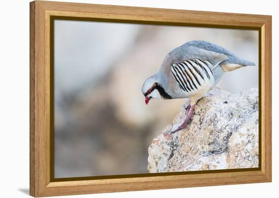 Utah, Antelope Island, a Chukar Steps Off of a Rock-Elizabeth Boehm-Framed Premier Image Canvas