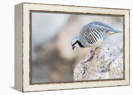 Utah, Antelope Island, a Chukar Steps Off of a Rock-Elizabeth Boehm-Framed Premier Image Canvas