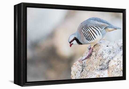 Utah, Antelope Island, a Chukar Steps Off of a Rock-Elizabeth Boehm-Framed Premier Image Canvas