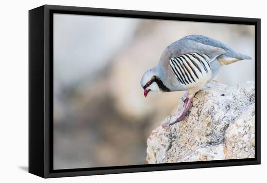 Utah, Antelope Island, a Chukar Steps Off of a Rock-Elizabeth Boehm-Framed Premier Image Canvas