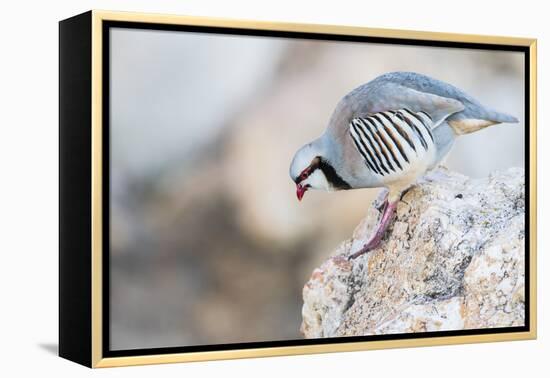 Utah, Antelope Island, a Chukar Steps Off of a Rock-Elizabeth Boehm-Framed Premier Image Canvas