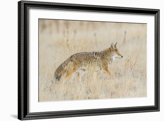 Utah, Antelope Island State Park, an Adult Coyote Wanders Through a Grassland-Elizabeth Boehm-Framed Photographic Print