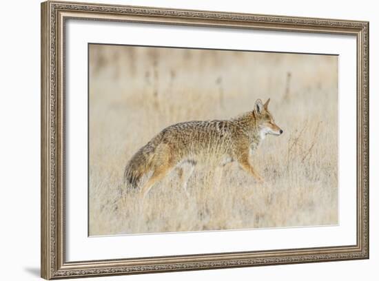 Utah, Antelope Island State Park, an Adult Coyote Wanders Through a Grassland-Elizabeth Boehm-Framed Photographic Print