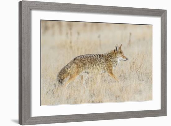 Utah, Antelope Island State Park, an Adult Coyote Wanders Through a Grassland-Elizabeth Boehm-Framed Photographic Print