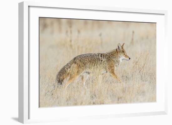 Utah, Antelope Island State Park, an Adult Coyote Wanders Through a Grassland-Elizabeth Boehm-Framed Photographic Print