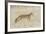 Utah, Antelope Island State Park, an Adult Coyote Wanders Through a Grassland-Elizabeth Boehm-Framed Photographic Print