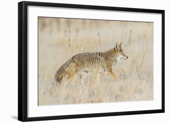 Utah, Antelope Island State Park, an Adult Coyote Wanders Through a Grassland-Elizabeth Boehm-Framed Photographic Print