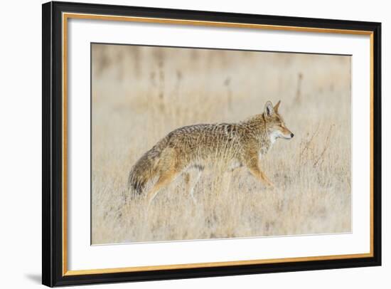 Utah, Antelope Island State Park, an Adult Coyote Wanders Through a Grassland-Elizabeth Boehm-Framed Photographic Print