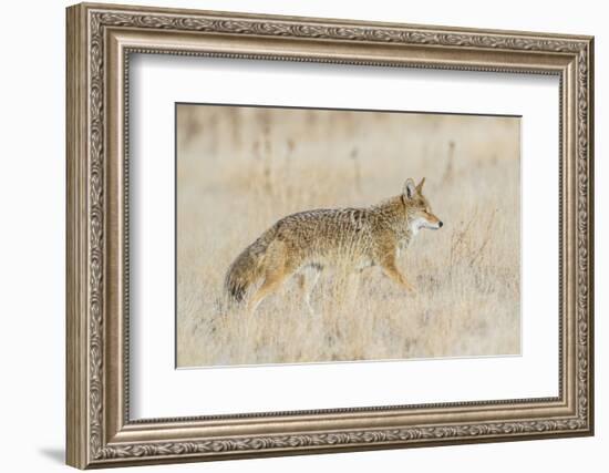 Utah, Antelope Island State Park, an Adult Coyote Wanders Through a Grassland-Elizabeth Boehm-Framed Photographic Print