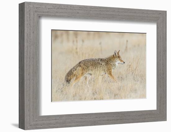 Utah, Antelope Island State Park, an Adult Coyote Wanders Through a Grassland-Elizabeth Boehm-Framed Photographic Print