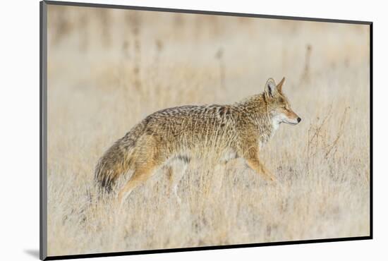 Utah, Antelope Island State Park, an Adult Coyote Wanders Through a Grassland-Elizabeth Boehm-Mounted Photographic Print