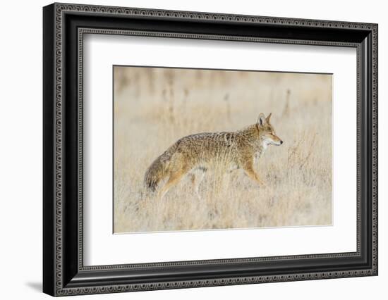 Utah, Antelope Island State Park, an Adult Coyote Wanders Through a Grassland-Elizabeth Boehm-Framed Photographic Print