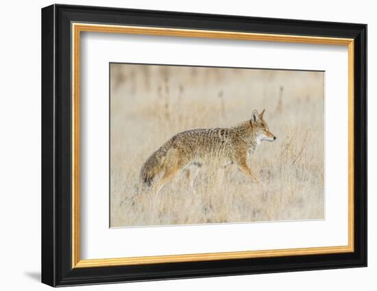 Utah, Antelope Island State Park, an Adult Coyote Wanders Through a Grassland-Elizabeth Boehm-Framed Photographic Print