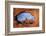 Utah, Arches National Park, Turret Arch Seen Through North Window-David Wall-Framed Photographic Print