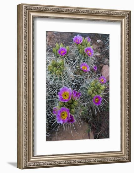 Utah, Arches National Park. Whipple's Fishhook Cactus Blooming and with Buds-Judith Zimmerman-Framed Photographic Print