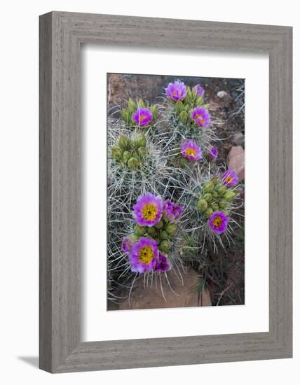 Utah, Arches National Park. Whipple's Fishhook Cactus Blooming and with Buds-Judith Zimmerman-Framed Photographic Print