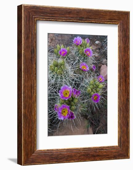 Utah, Arches National Park. Whipple's Fishhook Cactus Blooming and with Buds-Judith Zimmerman-Framed Photographic Print