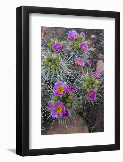 Utah, Arches National Park. Whipple's Fishhook Cactus Blooming and with Buds-Judith Zimmerman-Framed Photographic Print