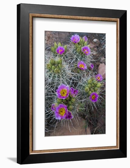 Utah, Arches National Park. Whipple's Fishhook Cactus Blooming and with Buds-Judith Zimmerman-Framed Photographic Print