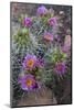 Utah, Arches National Park. Whipple's Fishhook Cactus Blooming and with Buds-Judith Zimmerman-Mounted Photographic Print