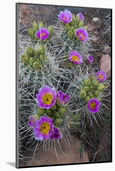 Utah, Arches National Park. Whipple's Fishhook Cactus Blooming and with Buds-Judith Zimmerman-Mounted Photographic Print