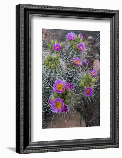 Utah, Arches National Park. Whipple's Fishhook Cactus Blooming and with Buds-Judith Zimmerman-Framed Photographic Print