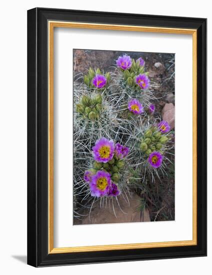 Utah, Arches National Park. Whipple's Fishhook Cactus Blooming and with Buds-Judith Zimmerman-Framed Photographic Print