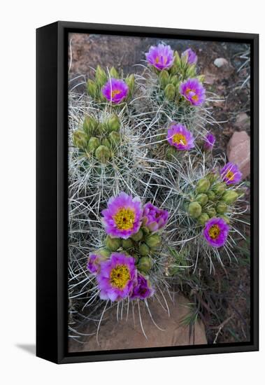 Utah, Arches National Park. Whipple's Fishhook Cactus Blooming and with Buds-Judith Zimmerman-Framed Premier Image Canvas