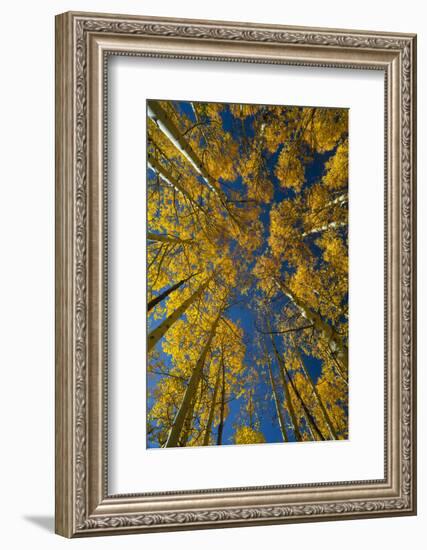 Utah, Autumn Aspen and Sky, Big Cottonwood Canyon, Wasatch Range-Judith Zimmerman-Framed Photographic Print