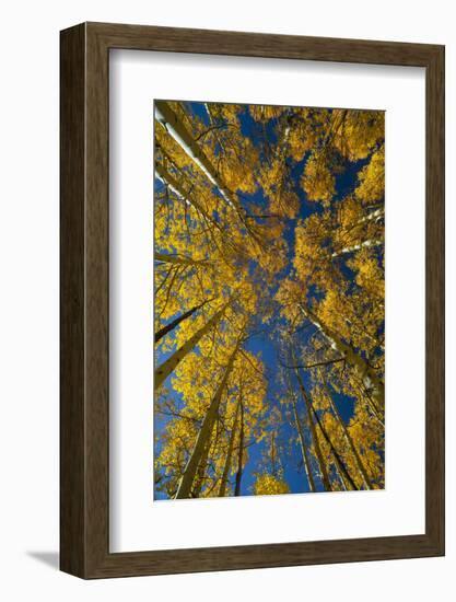 Utah, Autumn Aspen and Sky, Big Cottonwood Canyon, Wasatch Range-Judith Zimmerman-Framed Photographic Print