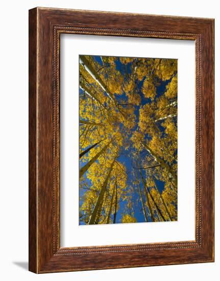 Utah, Autumn Aspen and Sky, Big Cottonwood Canyon, Wasatch Range-Judith Zimmerman-Framed Photographic Print